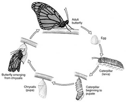 Silverspot Life Cycle - Endangered Species